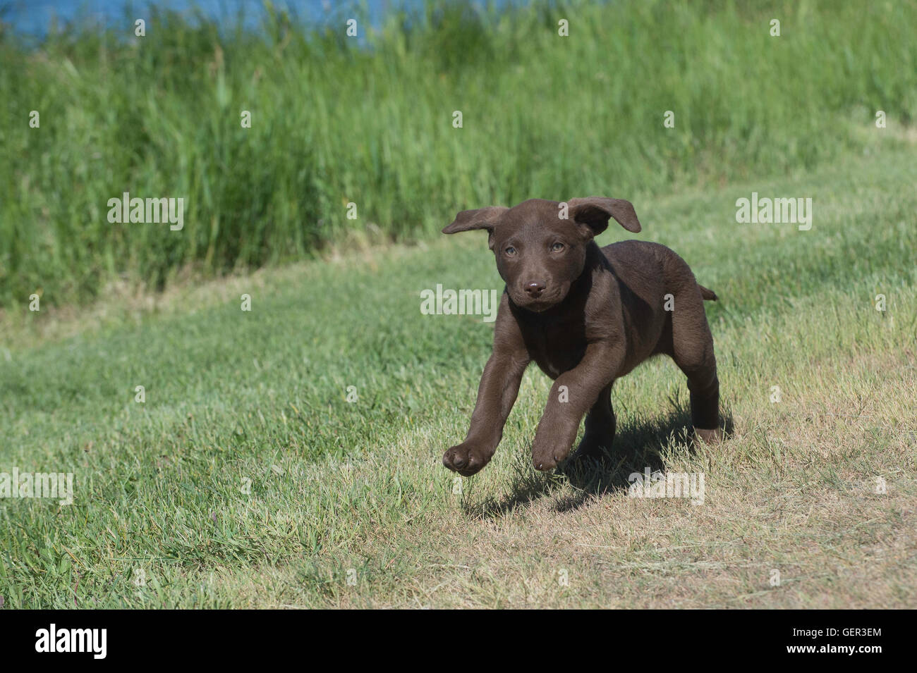 Acht Wochen alte Chesapeake Bay Retriever Welpe, laufen Stockfoto