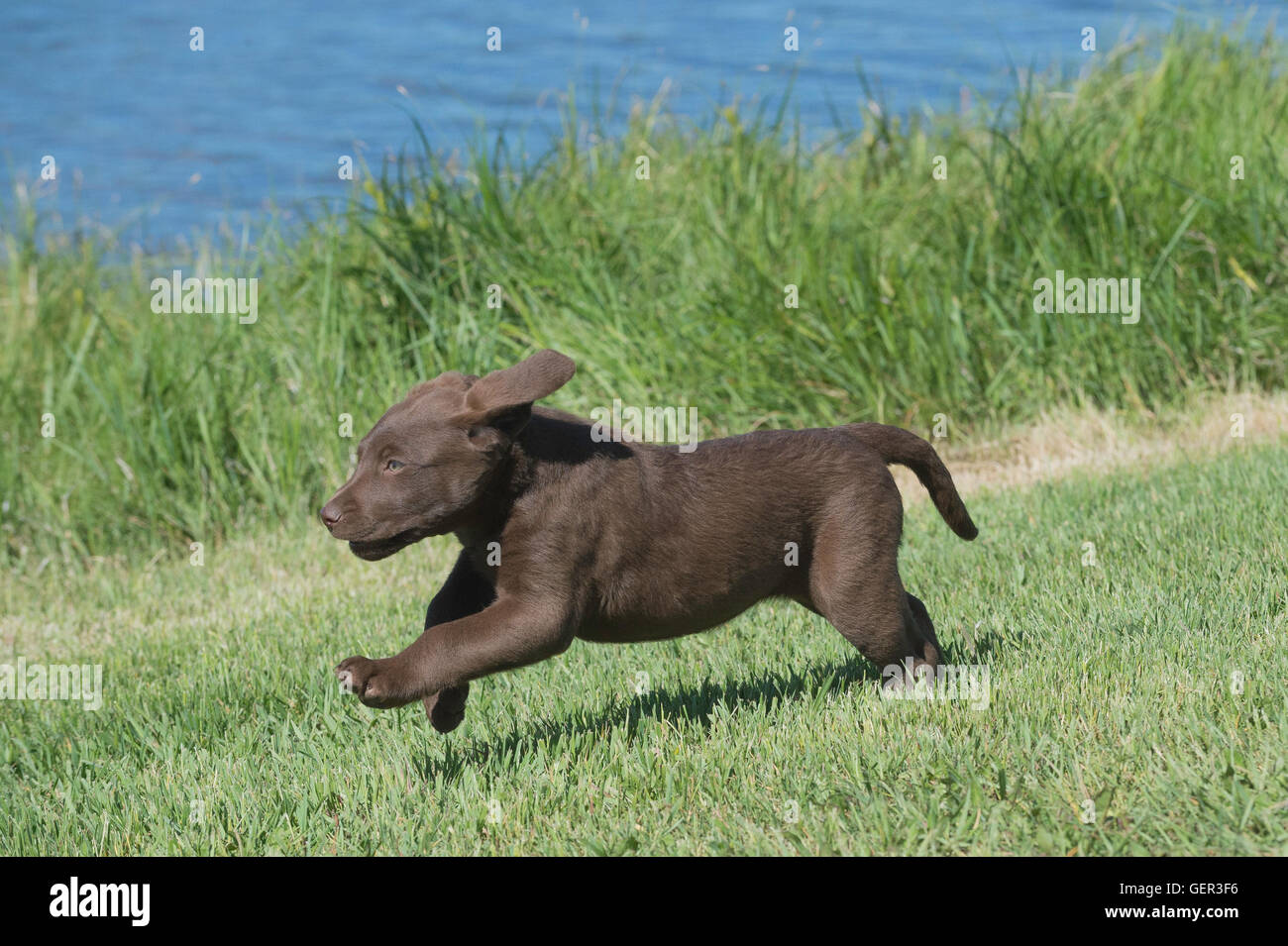 Acht Wochen alte Chesapeake Bay Retriever Welpe, laufen Stockfoto