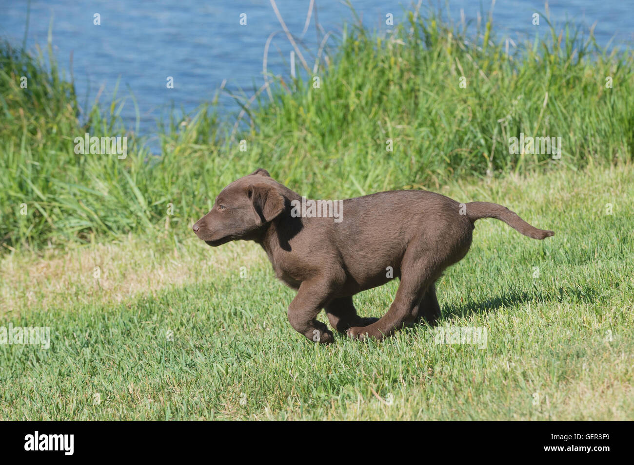 Acht Wochen alte Chesapeake Bay Retriever Welpe, laufen Stockfoto