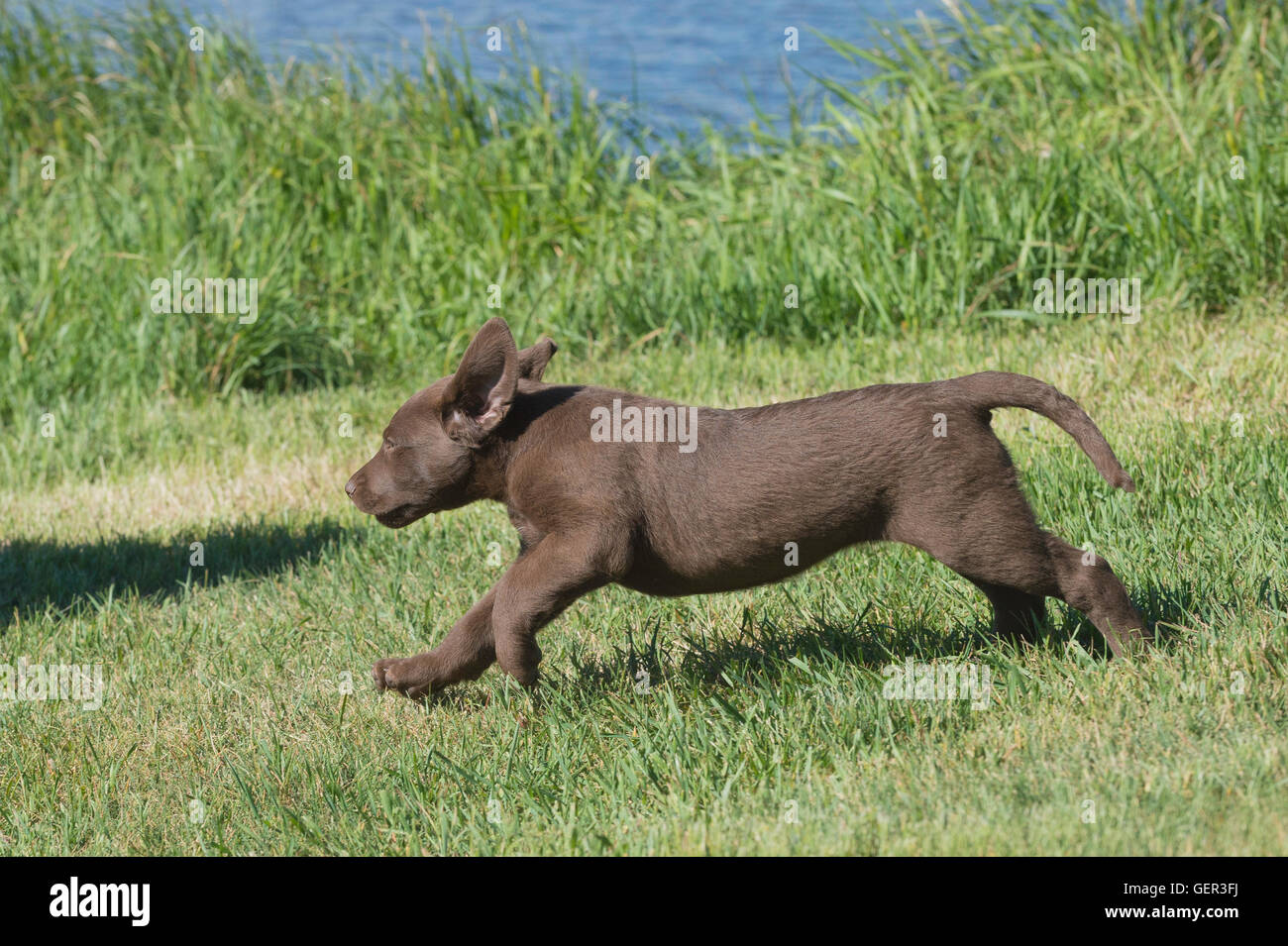 Acht Wochen alte Chesapeake Bay Retriever Welpe, laufen Stockfoto
