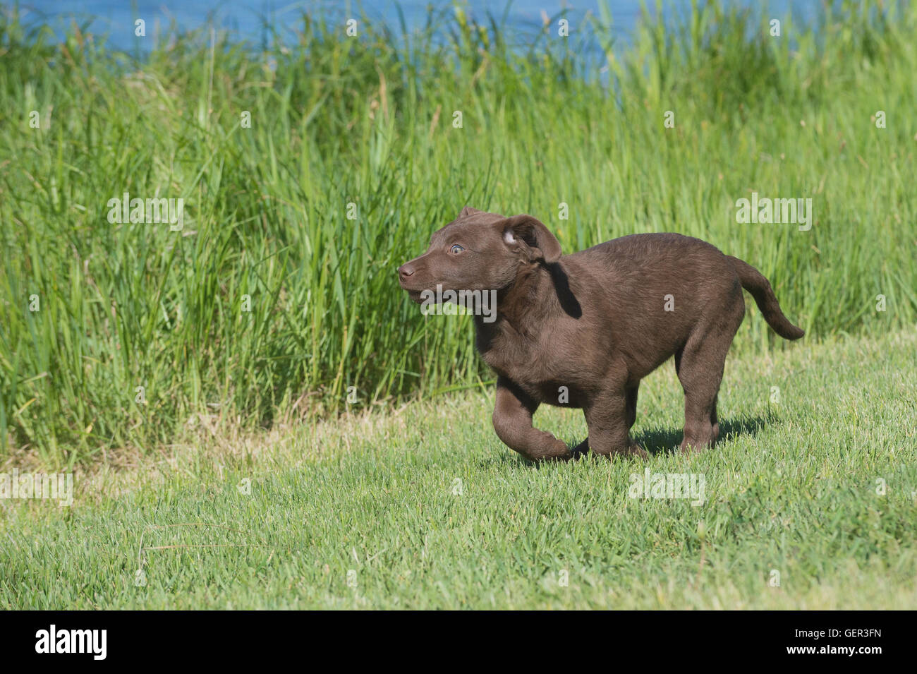 Acht Wochen alte Chesapeake Bay Retriever Welpe, laufen Stockfoto