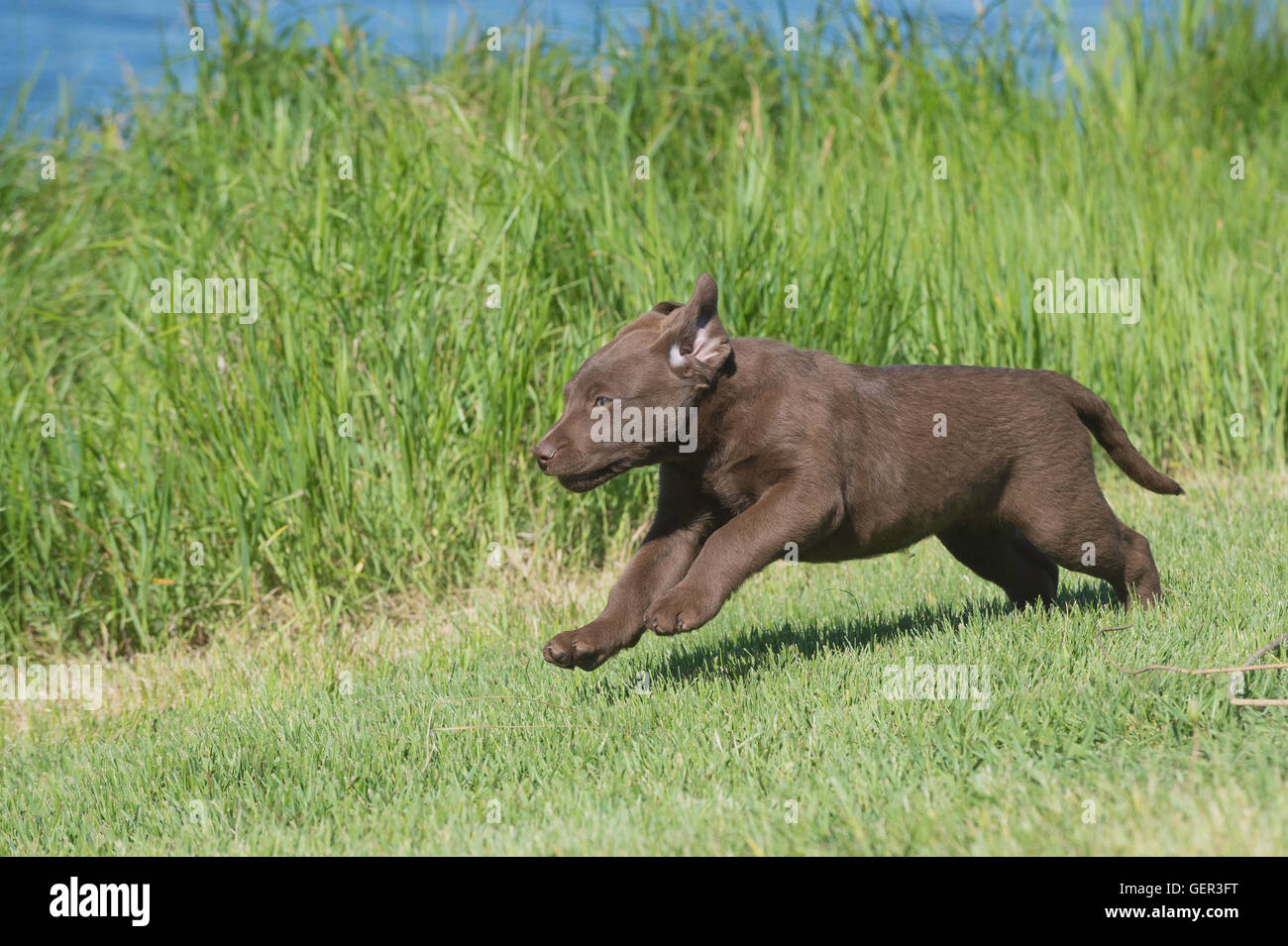Acht Wochen alte Chesapeake Bay Retriever Welpe, laufen Stockfoto