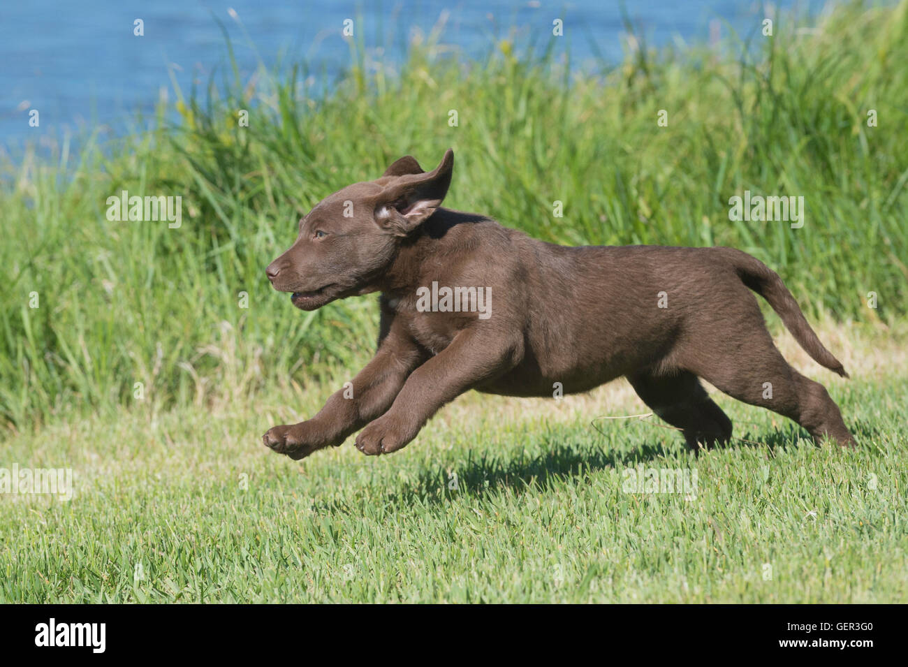 Acht Wochen alte Chesapeake Bay Retriever Welpe, laufen Stockfoto