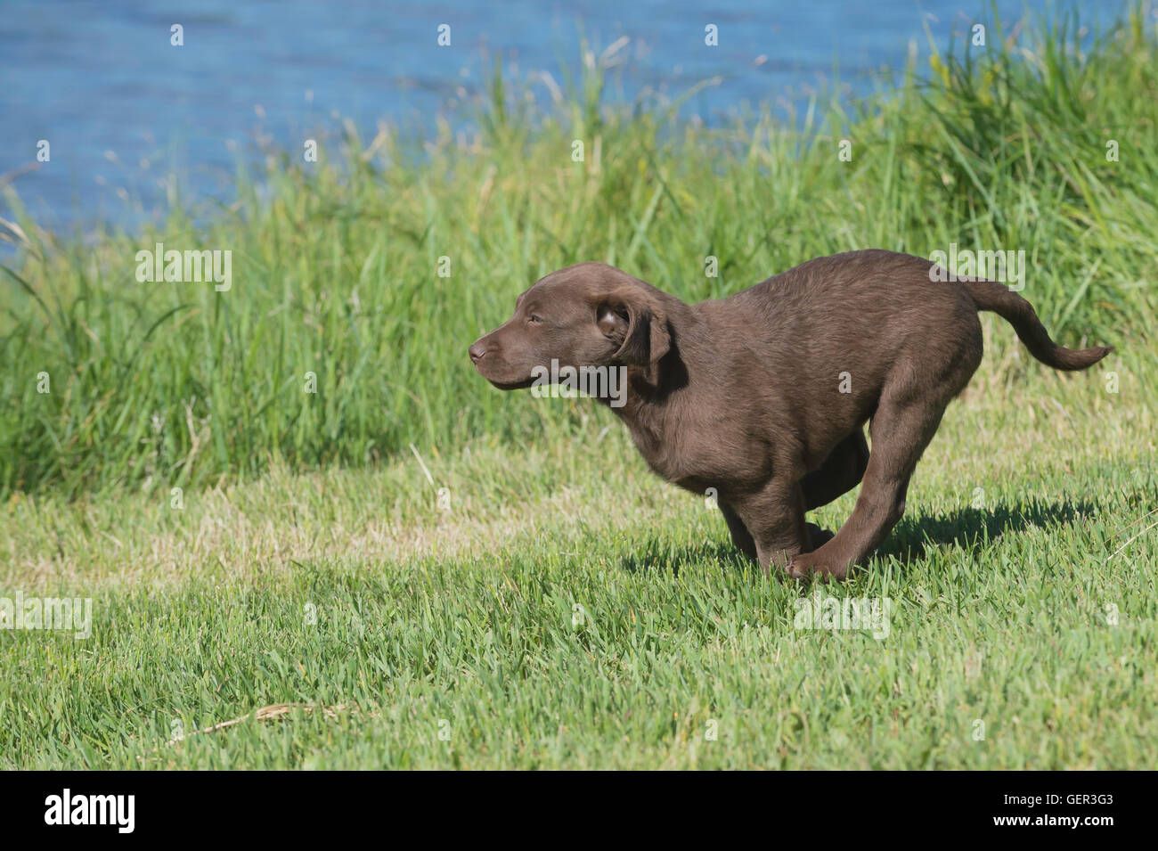 Acht Wochen alte Chesapeake Bay Retriever Welpe, laufen Stockfoto