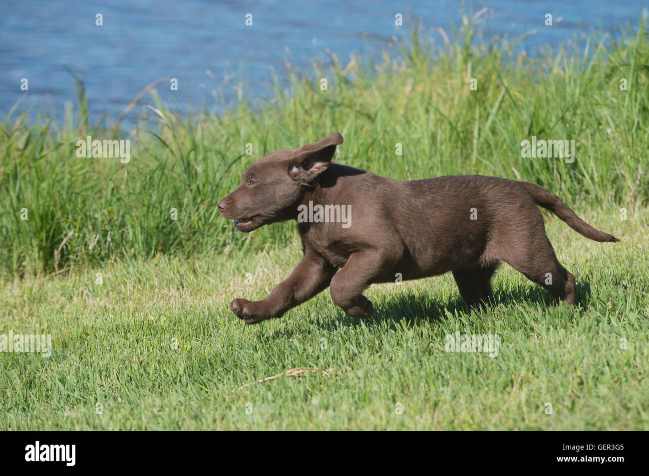 Acht Wochen alte Chesapeake Bay Retriever Welpe, laufen Stockfoto