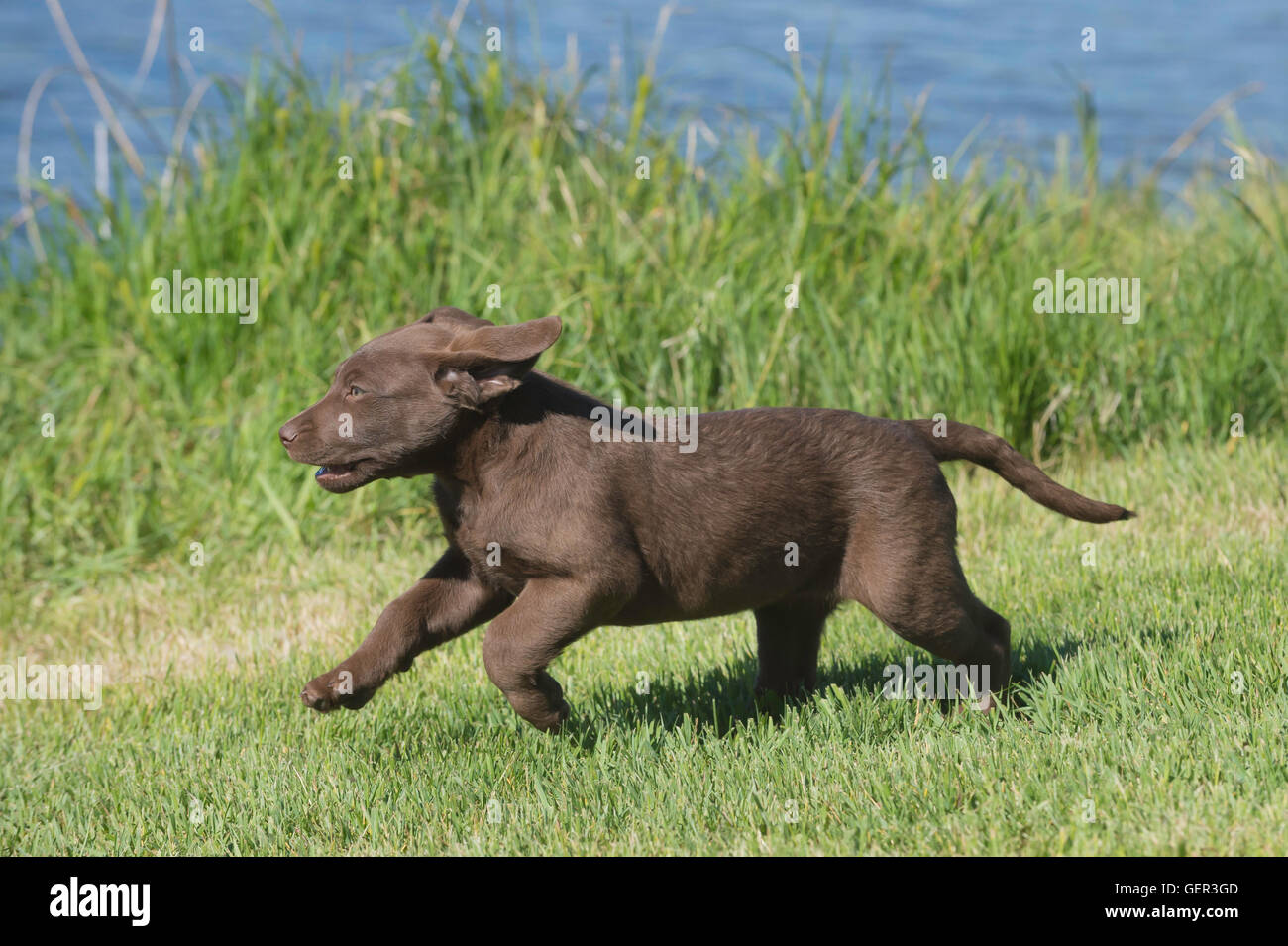 Acht Wochen alte Chesapeake Bay Retriever Welpe, laufen Stockfoto