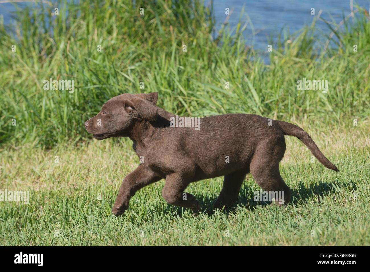 Acht Wochen alte Chesapeake Bay Retriever Welpe, laufen Stockfoto