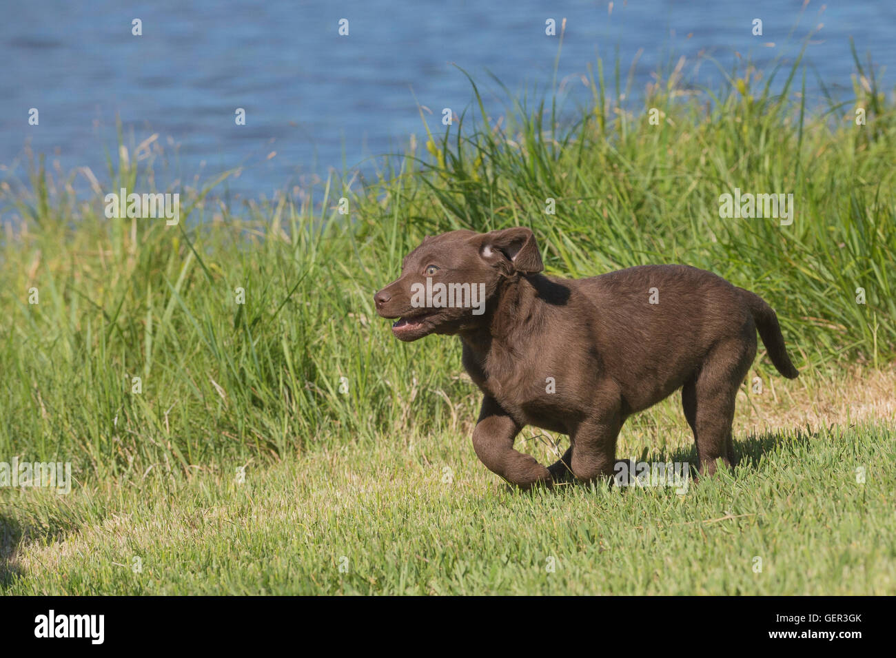 Acht Wochen alte Chesapeake Bay Retriever Welpe, laufen Stockfoto