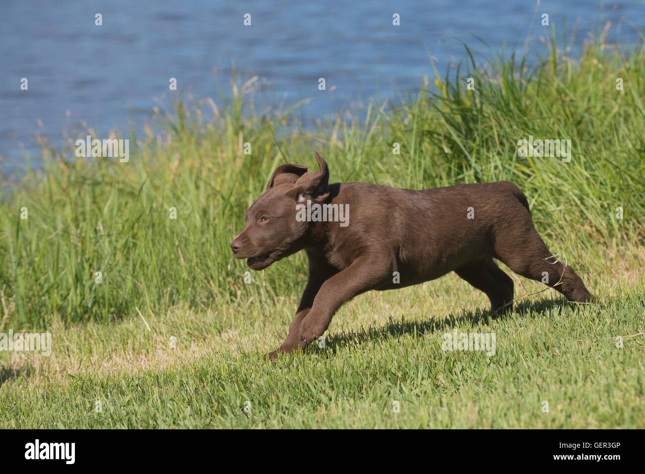 Acht Wochen alte Chesapeake Bay Retriever Welpe, laufen Stockfoto
