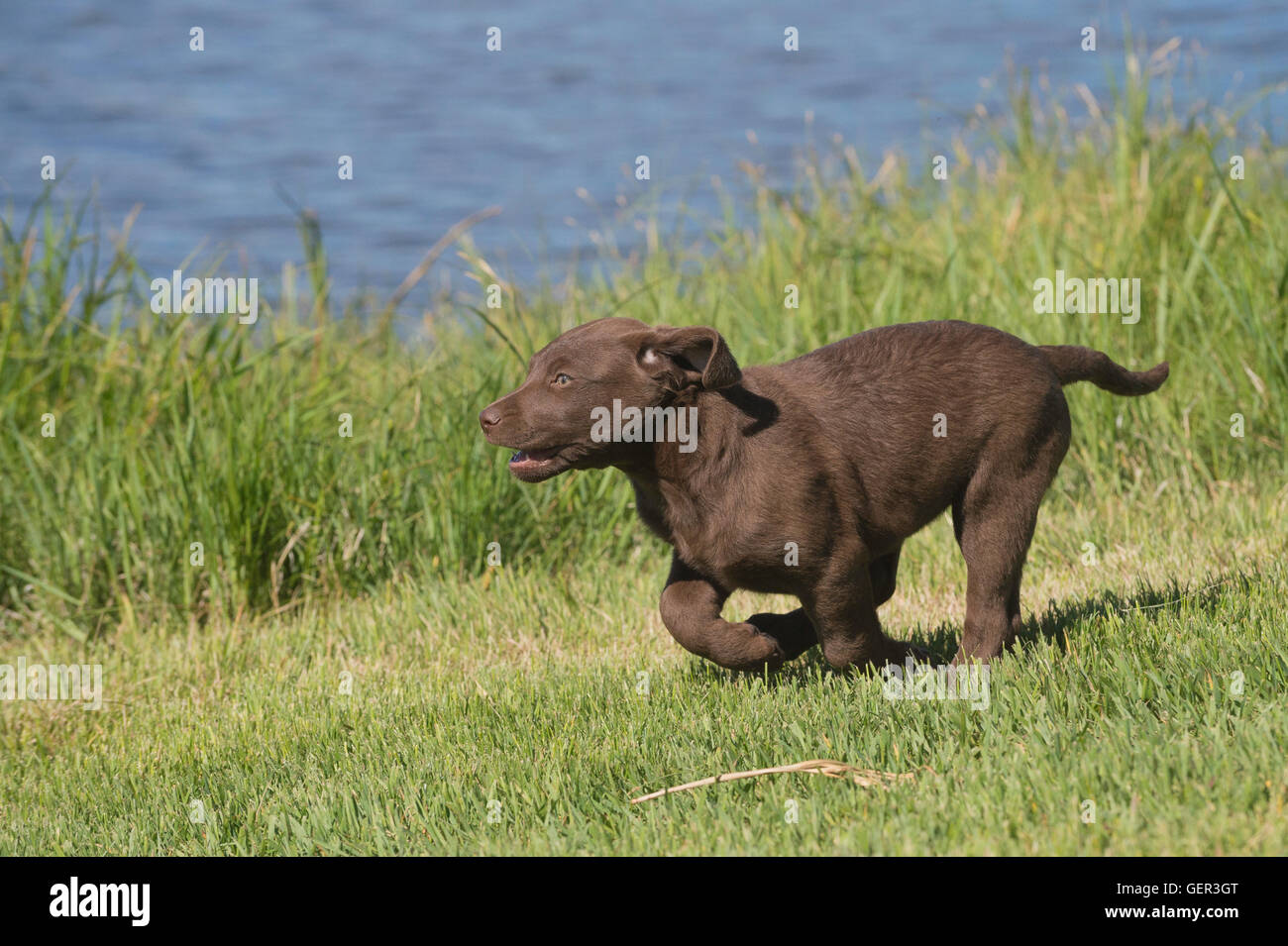 Acht Wochen alte Chesapeake Bay Retriever Welpe, laufen Stockfoto