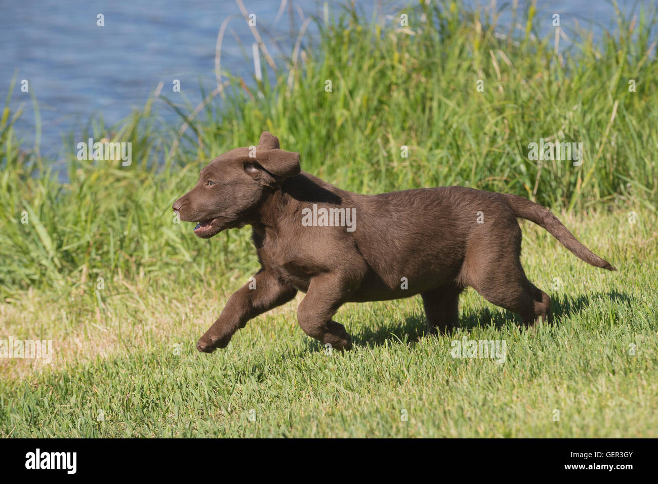 Acht Wochen alte Chesapeake Bay Retriever Welpe, laufen Stockfoto