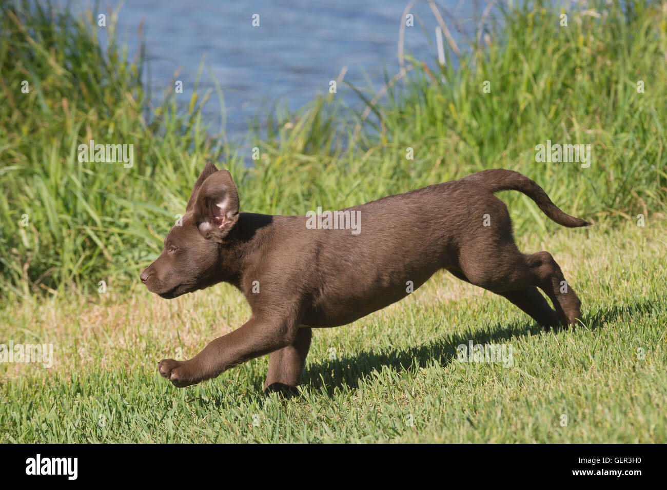 Acht Wochen alte Chesapeake Bay Retriever Welpe, laufen Stockfoto