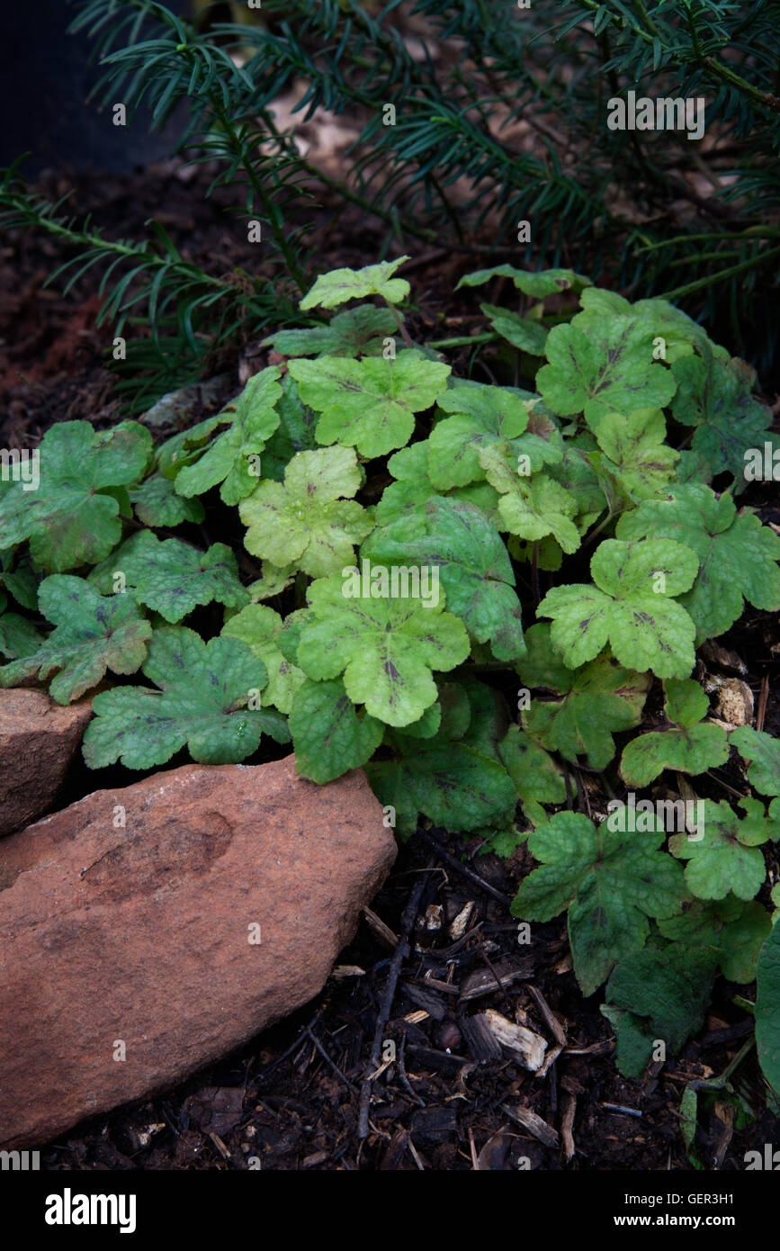 Heucherella GOLDEN ZEBRA Stockfoto