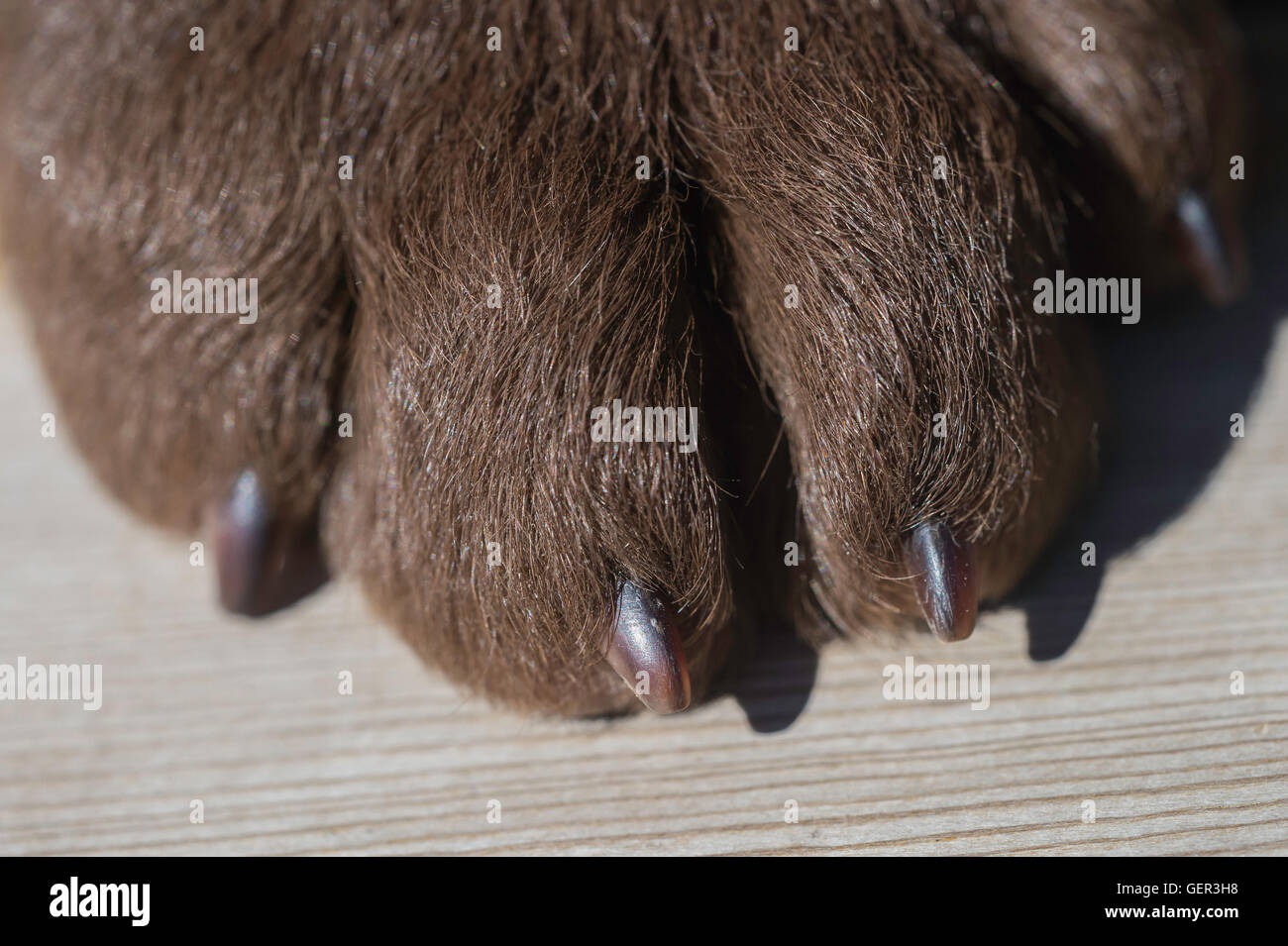 Pfote von acht-Woche-alten Chesapeake Bay Retriever Welpe Stockfoto