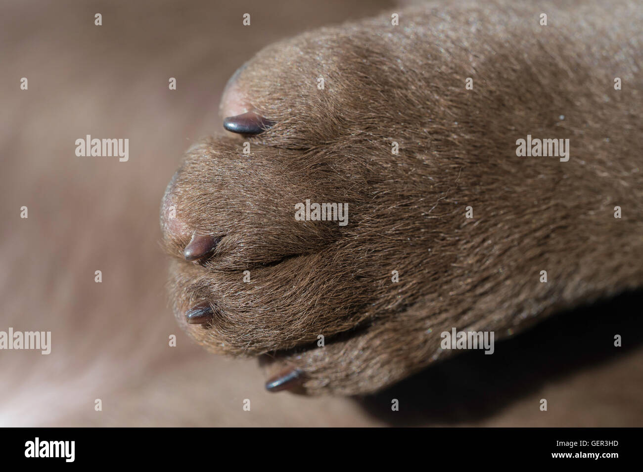 Pfote von acht-Woche-alten Chesapeake Bay Retriever Welpe Stockfoto