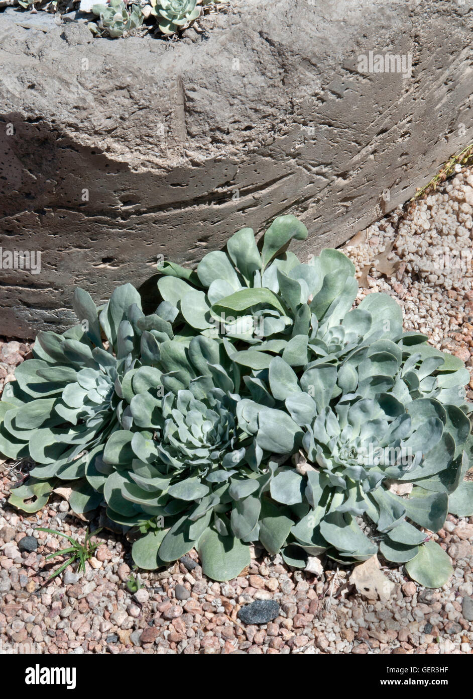 Physaria Bellii, Mulligan, Glocken TWINPOD, doppelte stehenden, Stockfoto