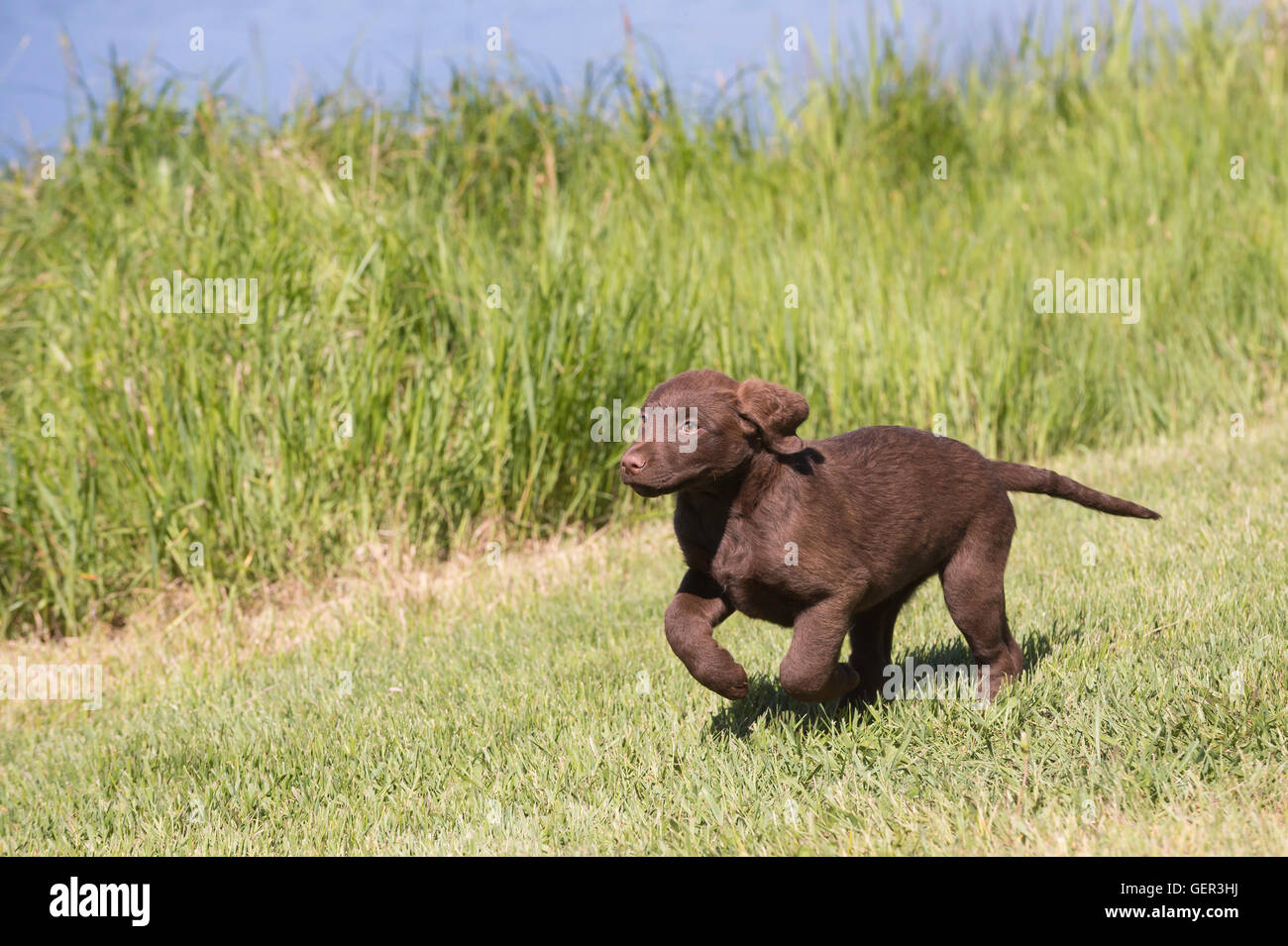 Acht Wochen alte Chesapeake Bay Retriever Welpe, laufen Stockfoto