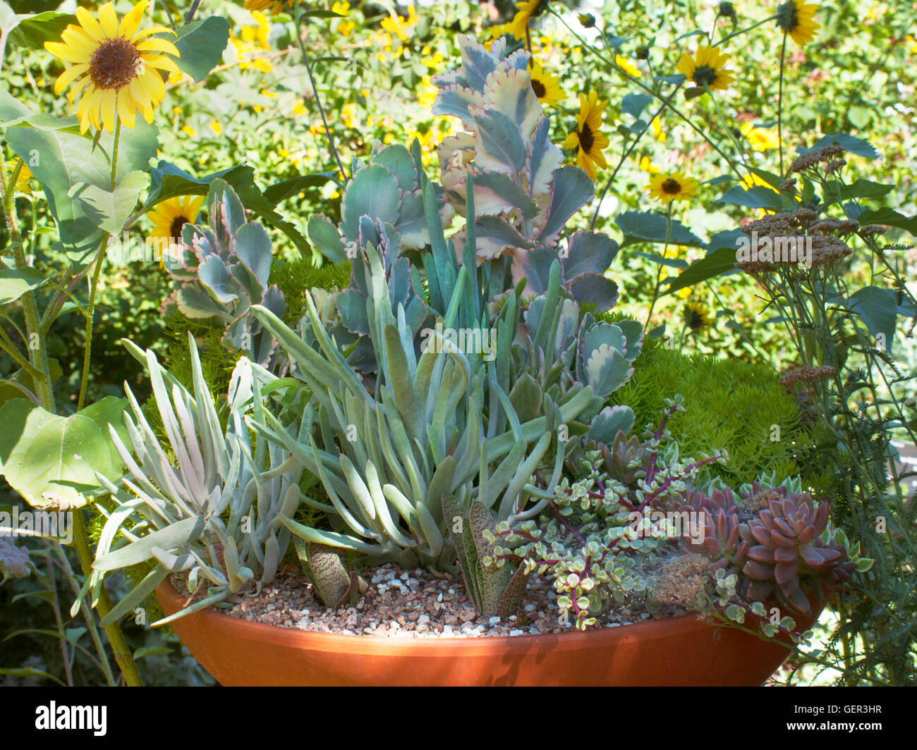 Saftige Container, Kalanchoe, bunt, Echeveria, Stockfoto