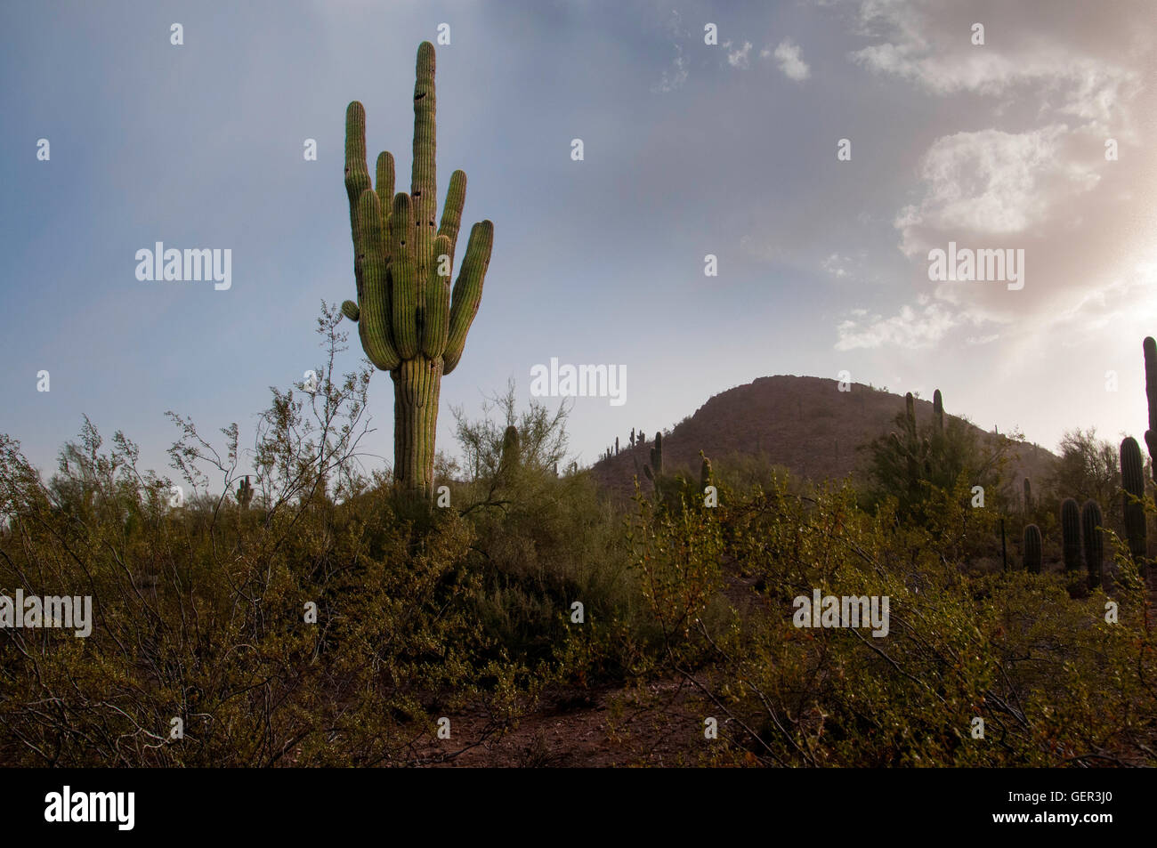 Wüste bei Sonnenuntergang mit Saguaro Kaktus Stockfoto