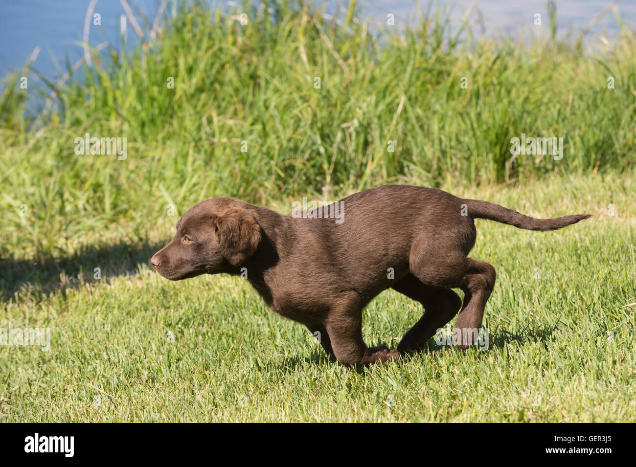 Acht Wochen alte Chesapeake Bay Retriever Welpe, laufen Stockfoto
