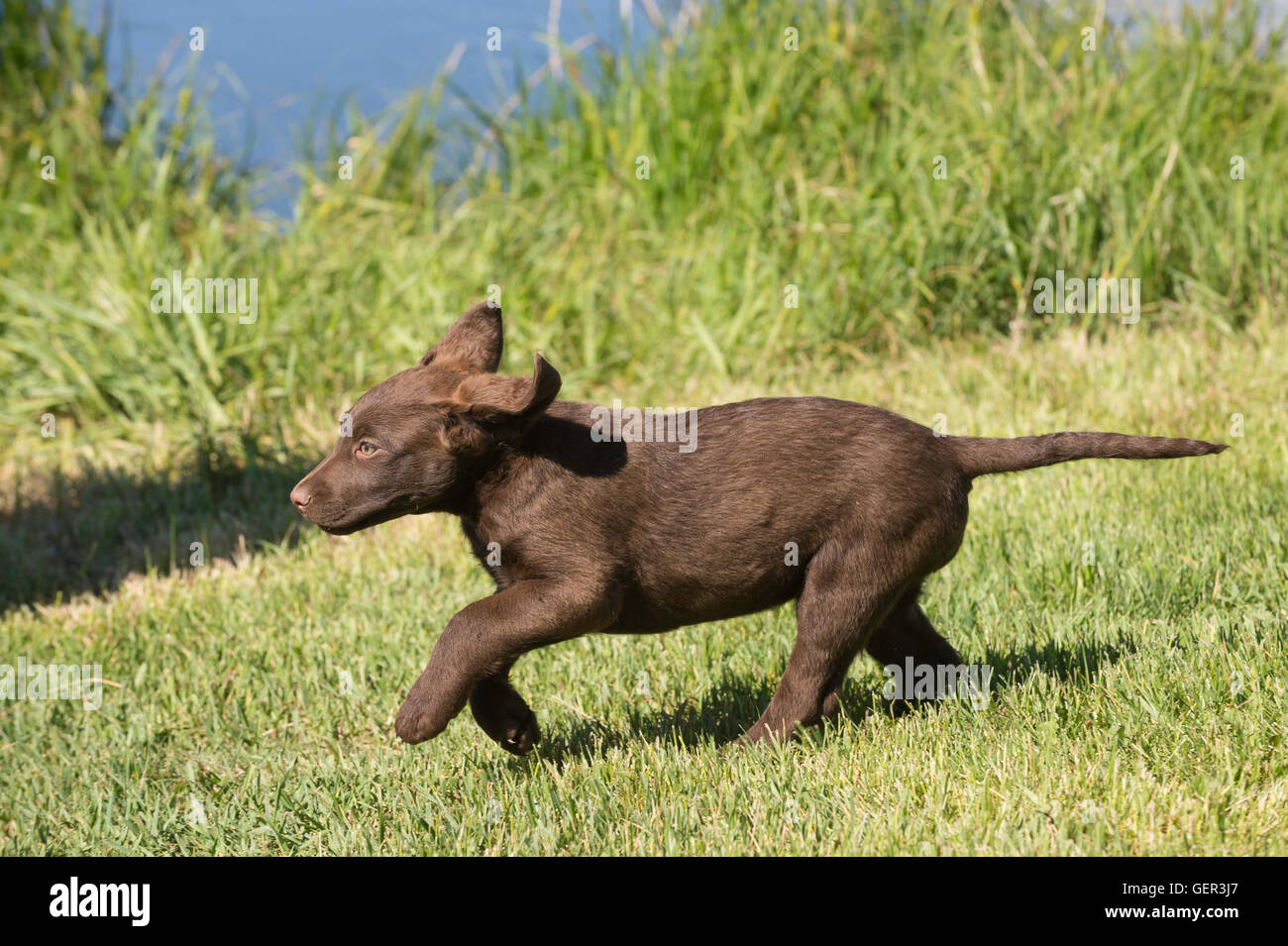 Acht Wochen alte Chesapeake Bay Retriever Welpe, laufen Stockfoto