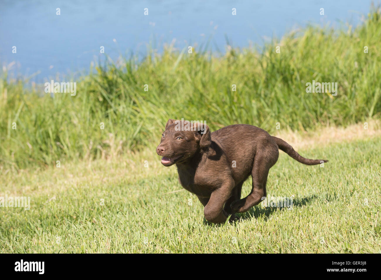 Acht Wochen alte Chesapeake Bay Retriever Welpe, laufen Stockfoto
