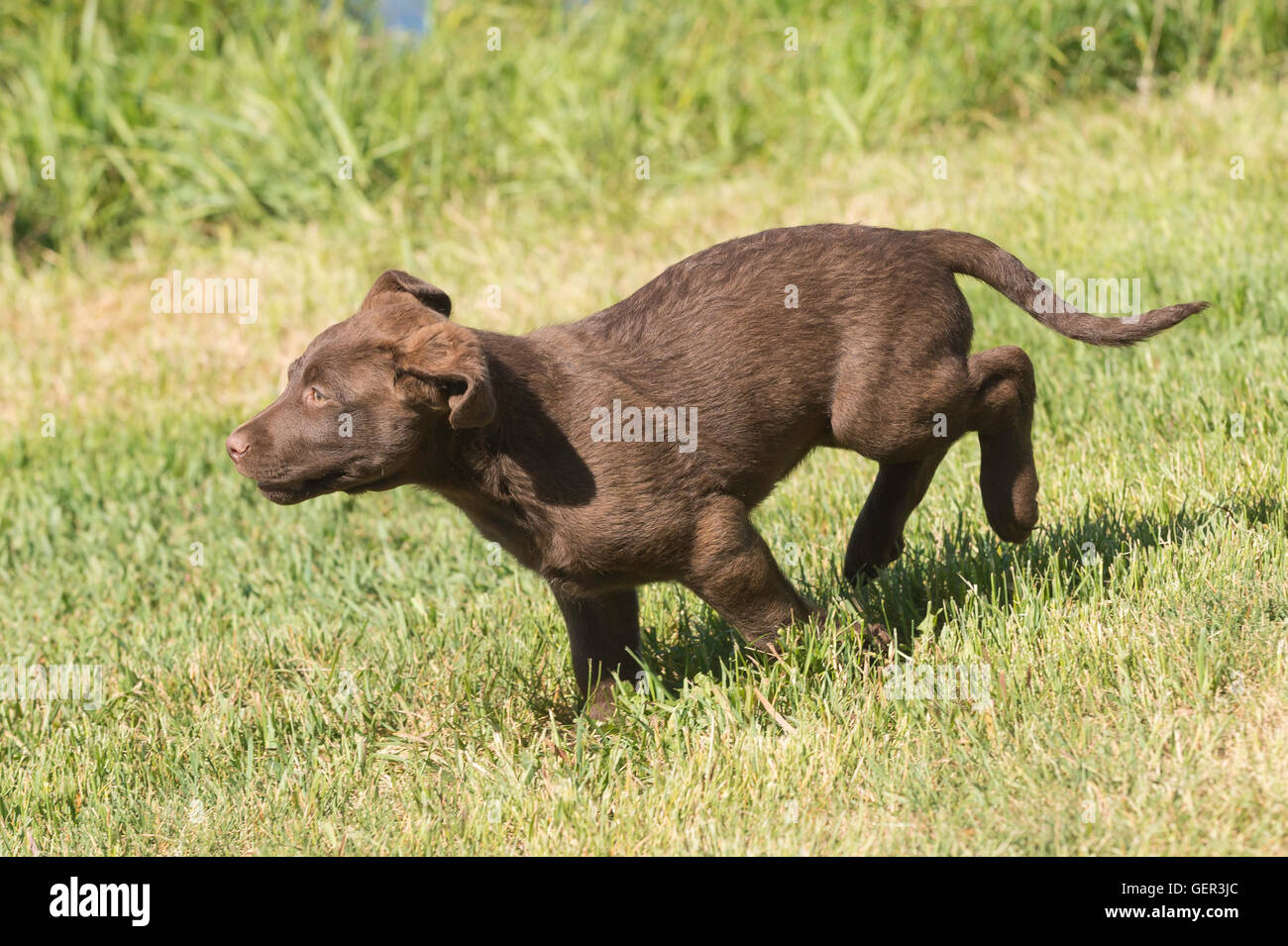 Acht Wochen alte Chesapeake Bay Retriever Welpe, laufen Stockfoto
