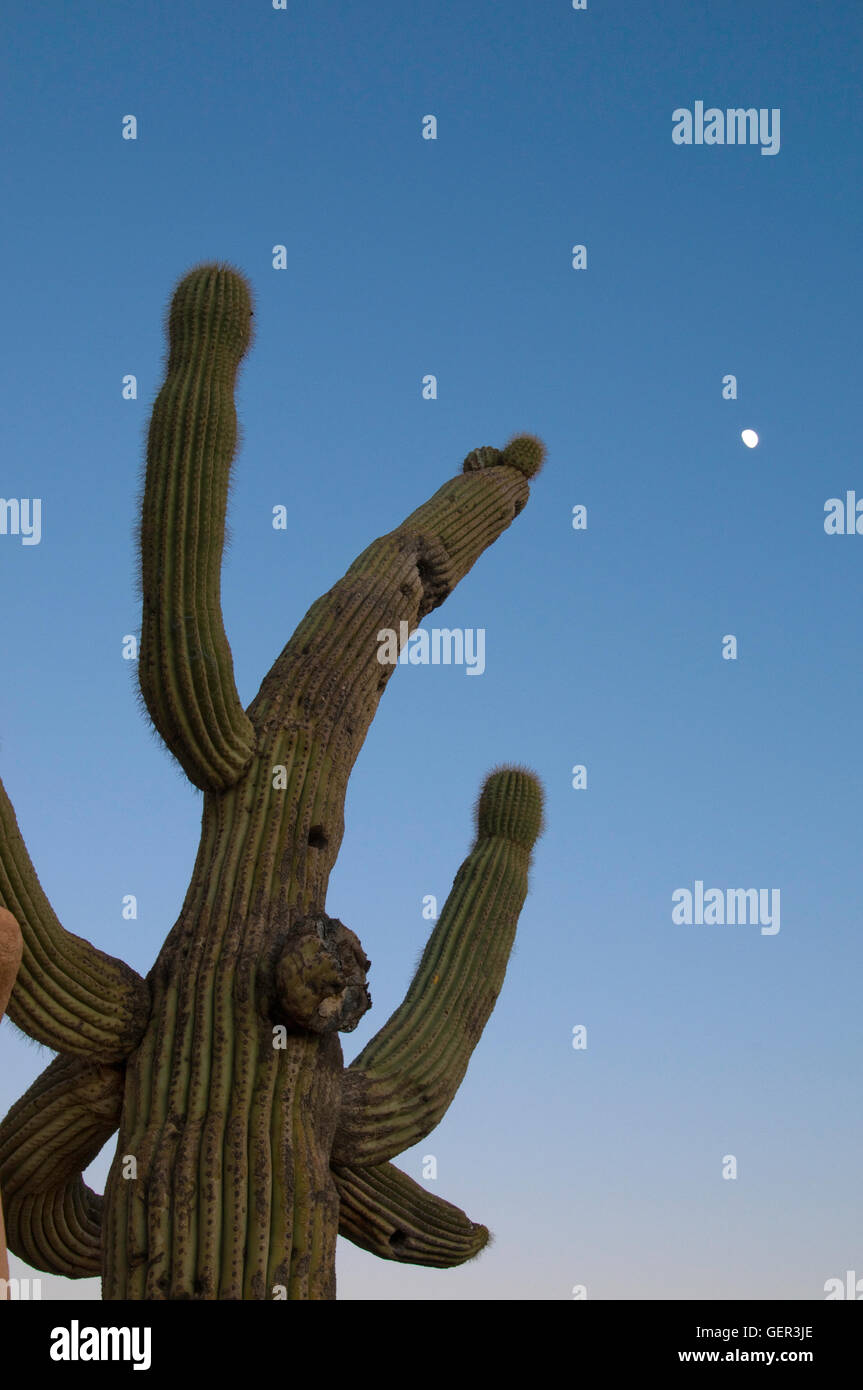 Saguaro in der Abenddämmerung mit Mond Stockfoto