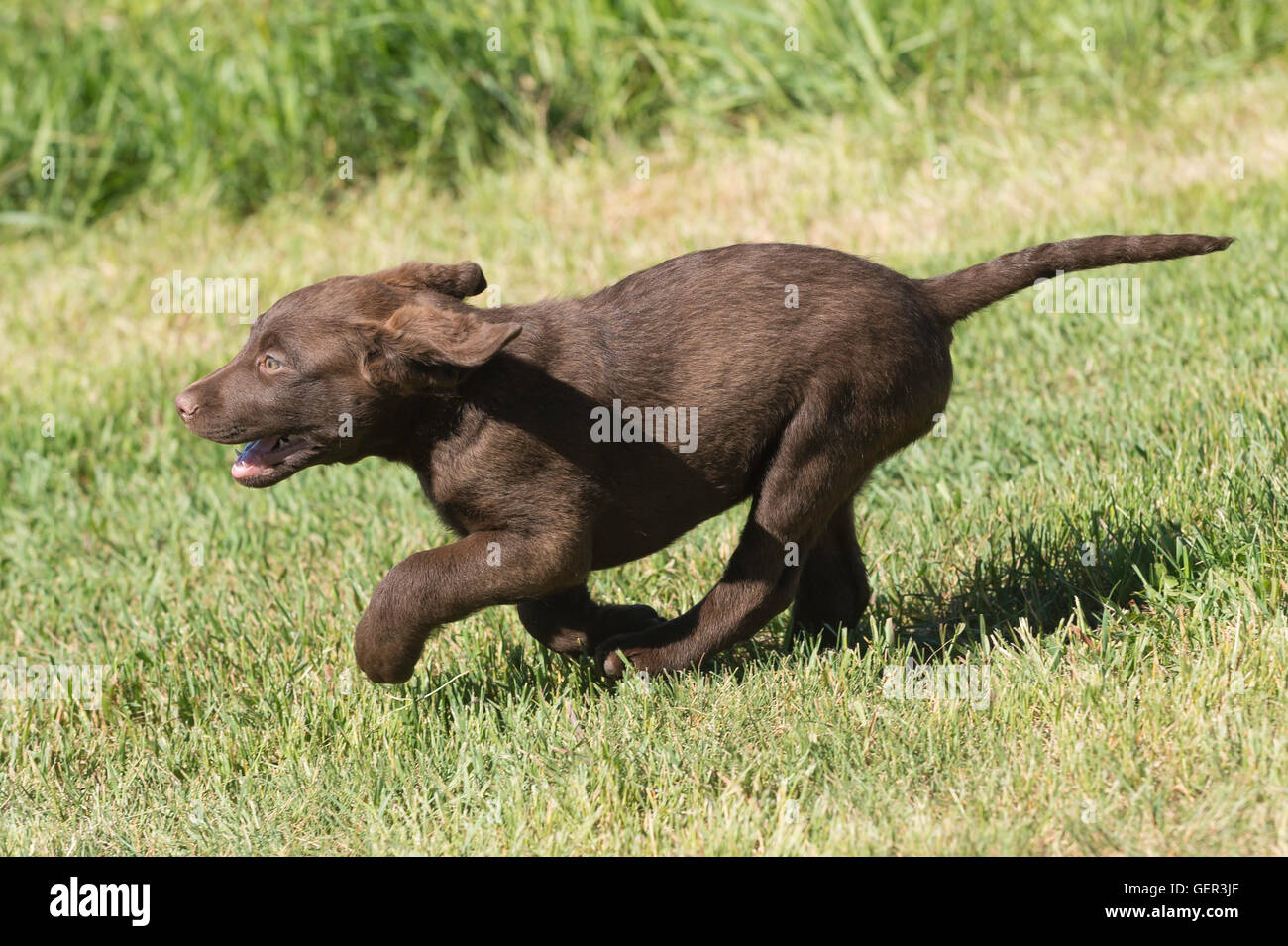 Acht Wochen alte Chesapeake Bay Retriever Welpe, laufen Stockfoto