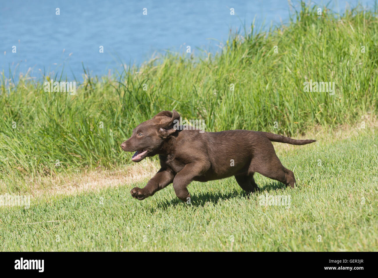 Acht Wochen alte Chesapeake Bay Retriever Welpe, laufen Stockfoto