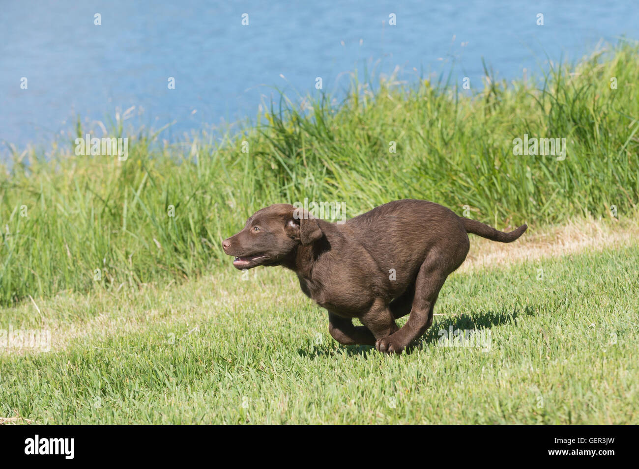 Acht Wochen alte Chesapeake Bay Retriever Welpe, laufen Stockfoto