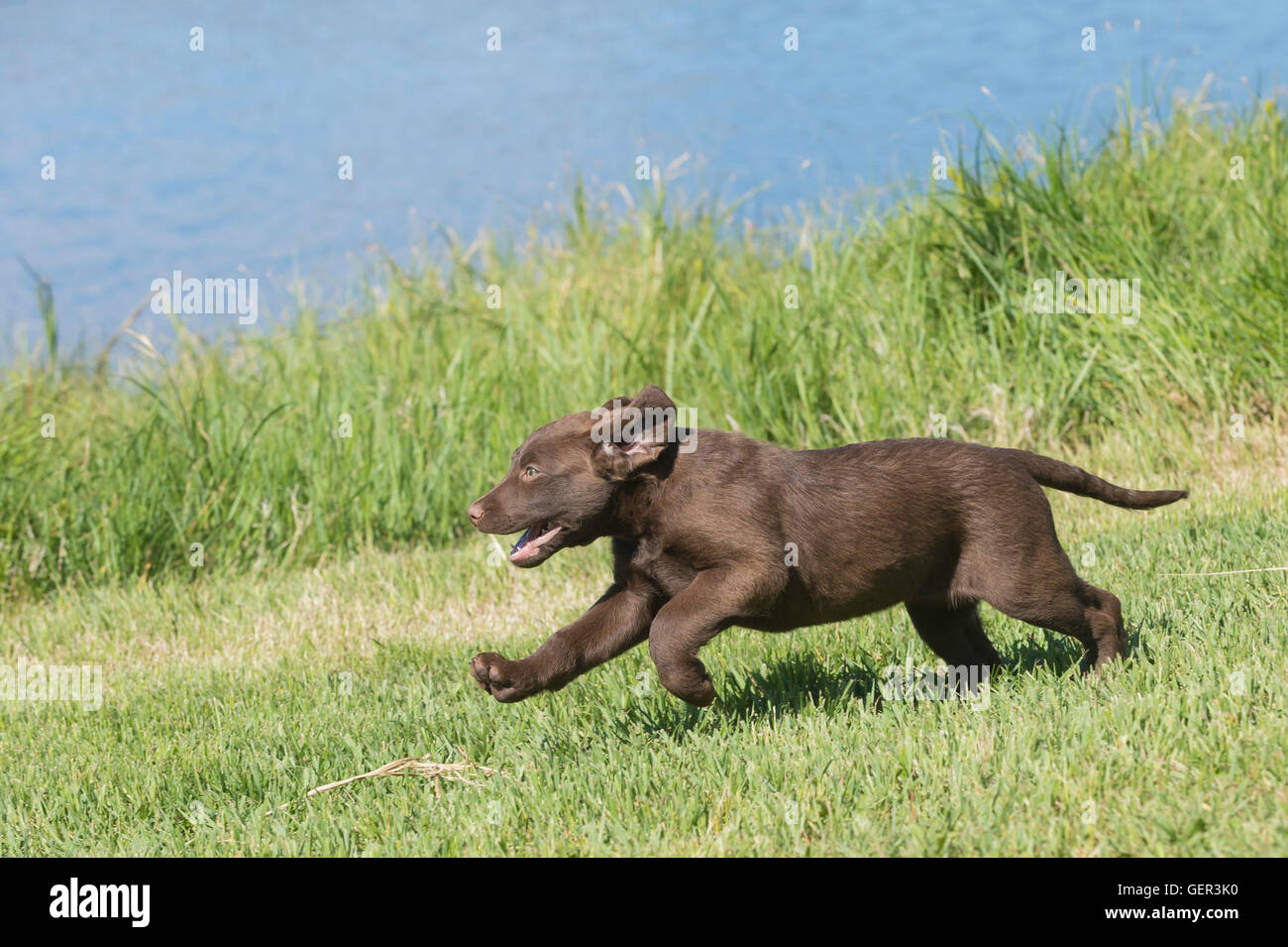 Acht Wochen alte Chesapeake Bay Retriever Welpe, laufen Stockfoto