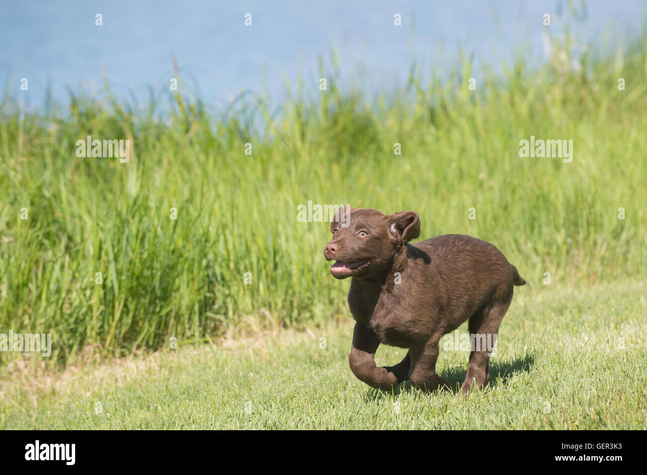 Acht Wochen alte Chesapeake Bay Retriever Welpe, laufen Stockfoto