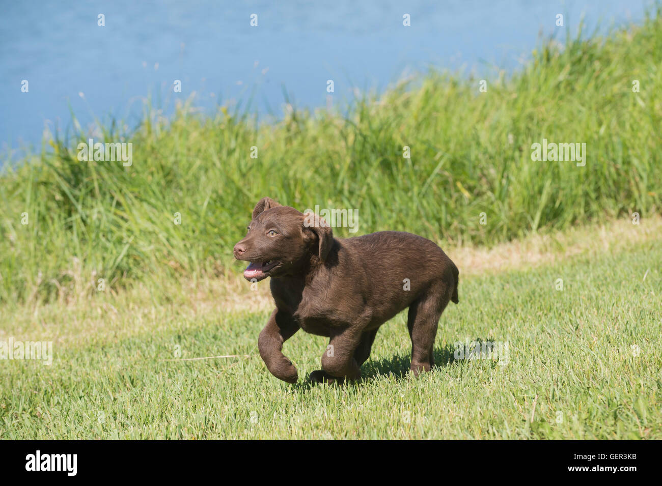 Acht Wochen alte Chesapeake Bay Retriever Welpe, laufen Stockfoto
