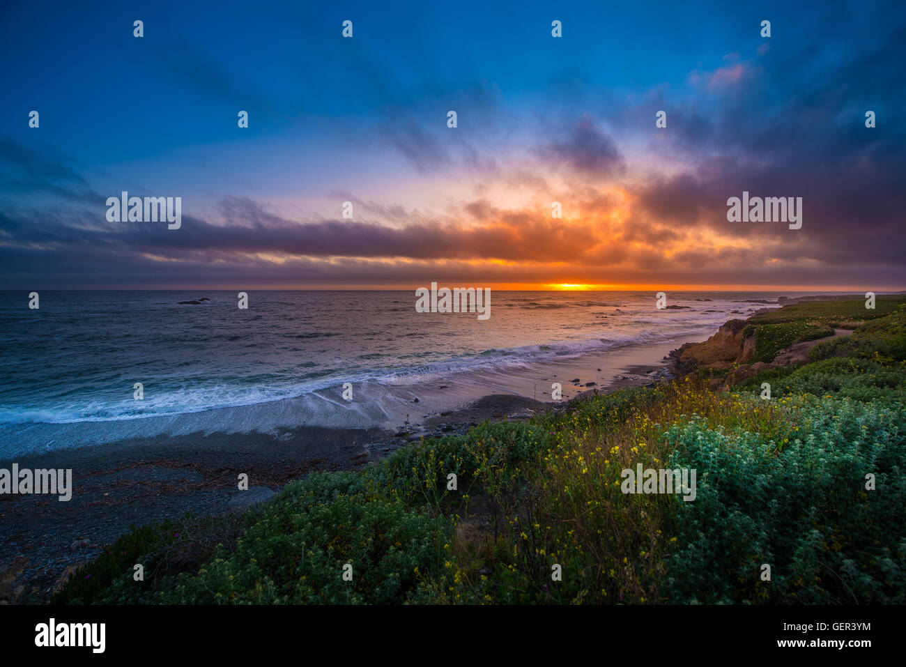 Wilde Blumen und schönen Sonnenuntergang California Pacific Coast Stockfoto