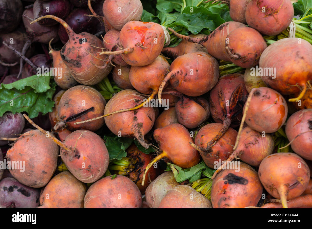 Rüben, rote Beete - rohes Gemüse backround Stockfoto