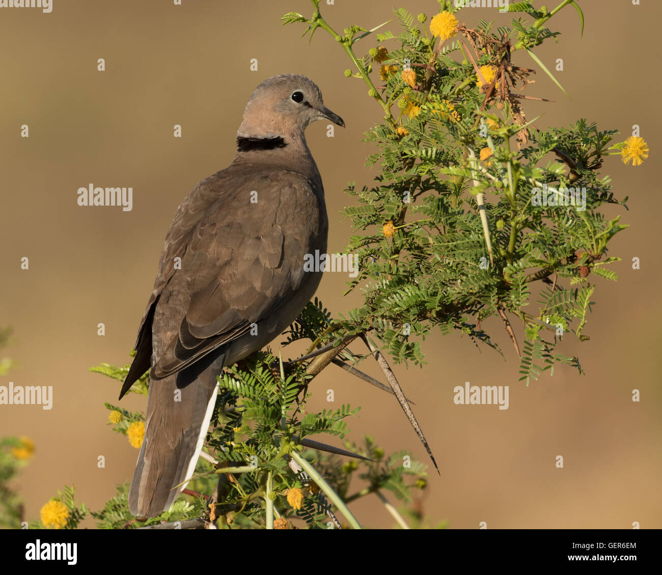 Kap Turteltaube oder Ring-Necked-Taube (Streptopelia Capicola) Stockfoto