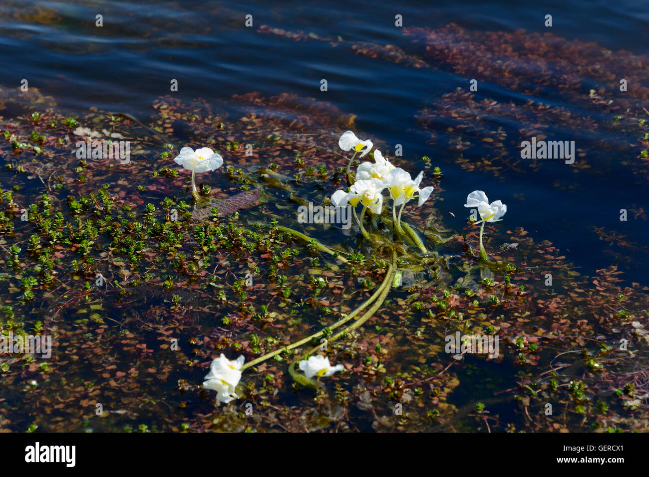 Sumpf-Lilie, Chobe River, Chobe Nationalpark, Botswana, (Ottelia) Stockfoto