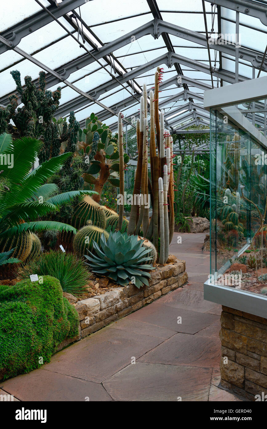 Kakteenhaus in der Wilhelma, Zoologisch-Botanischen Garten, Stuttgart, Baden-Württemberg, Deutschland Stockfoto