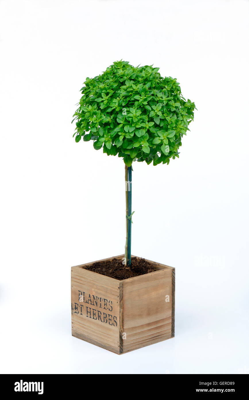 Gruppierten Basilikum 'Basil Tree', Mini-Stamm im Topf, Ocimum basilicum Stockfoto
