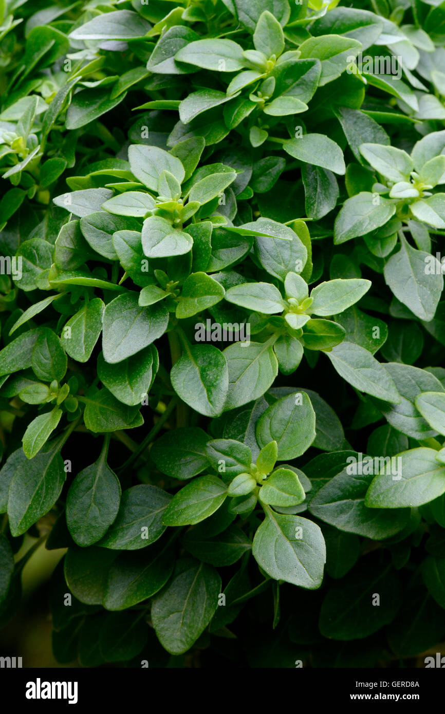 Gruppierten Basilikum 'Basil Tree', Ocimum basilicum Stockfoto
