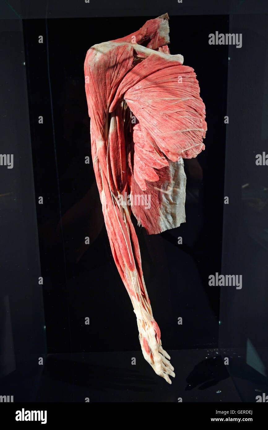 Plastinat, Oberarmmuskulatur Und Armmuskulatur, Dr. Gunter von Hagens, MeMu, Menschen-Museum, Berlin, Deutschland Stockfoto