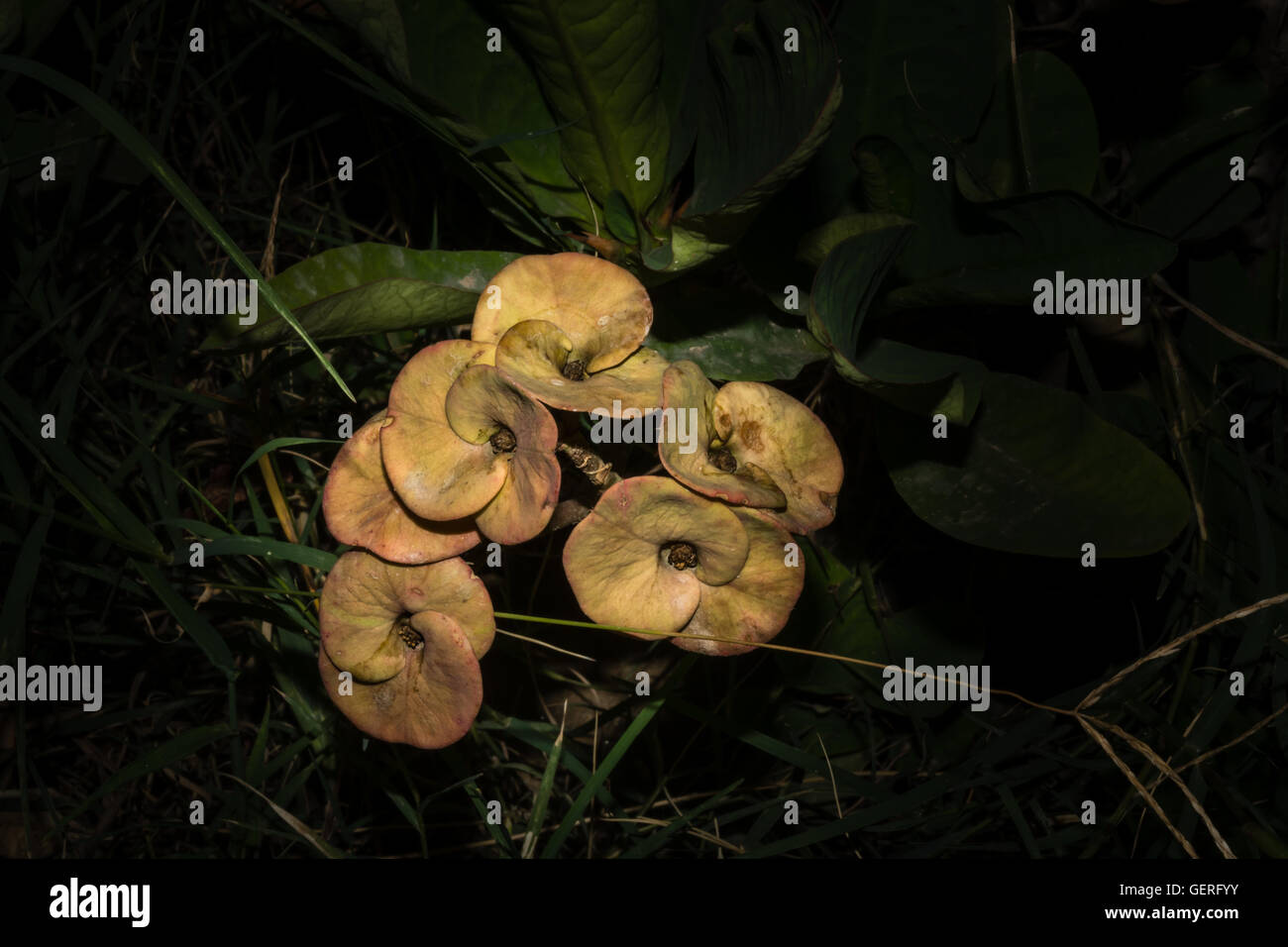 wilde Euphorbia Blumen. Stockfoto