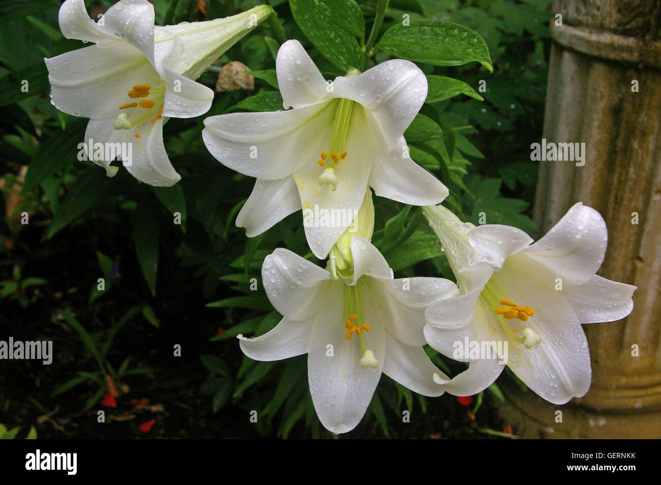 Weisse lilien Fotos und Bildmaterial in hoher Auflösung Alamy