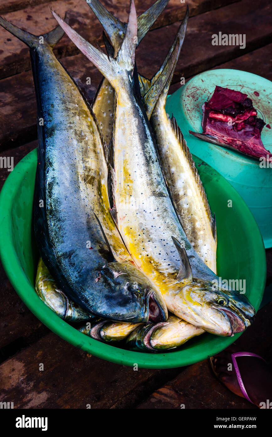 Dorada Fische zu fangen, vergoldet-Kopf Brassen Stockfoto