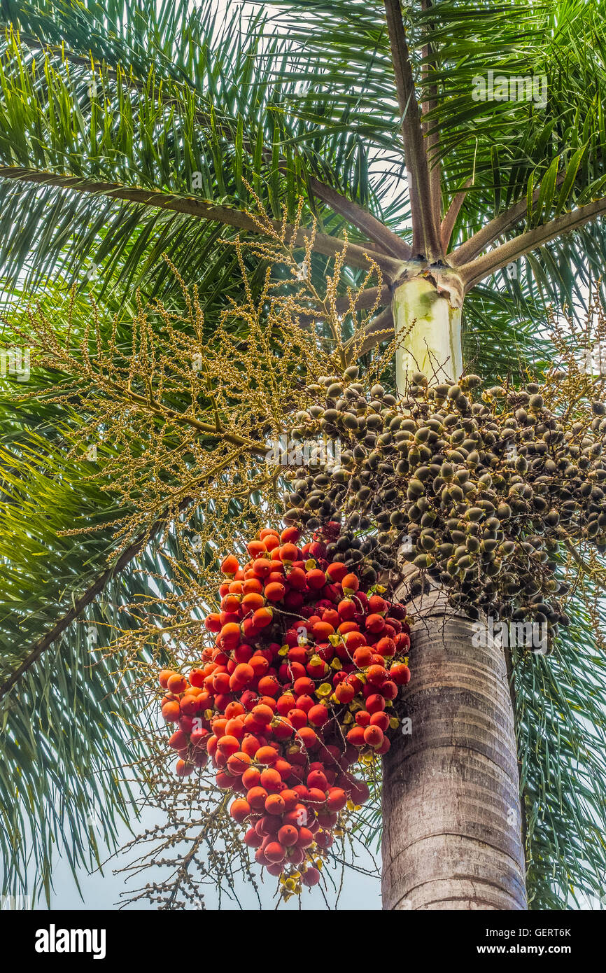 Queen Palm Tree Beeren, St. Kitts, West Indies Stockfoto