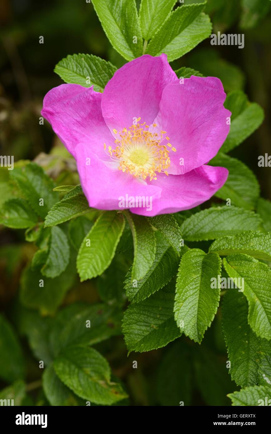 Rugosa rose Stockfoto