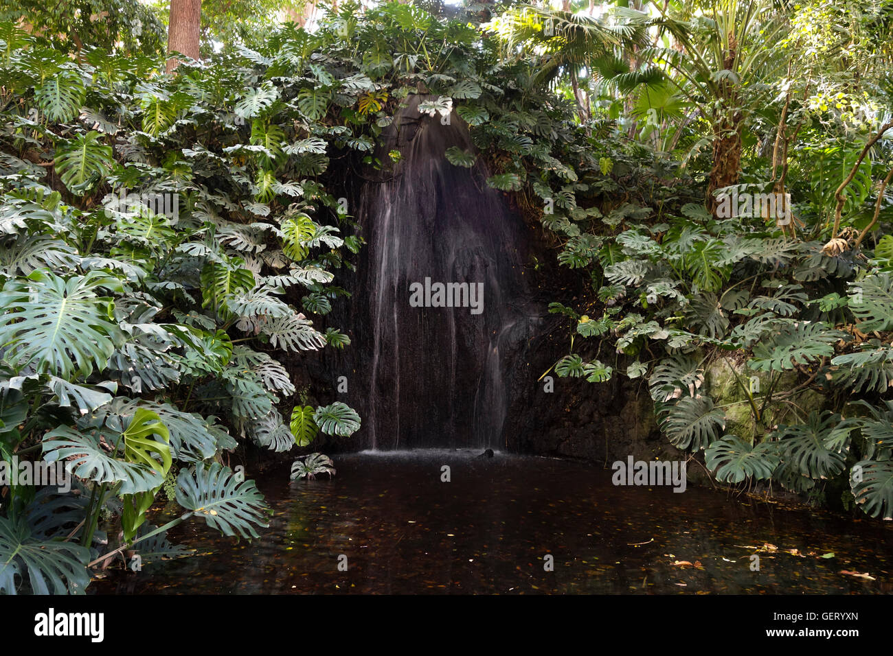 Wasserfall, umgeben von Schweizer Käse Pflanze, Monstera Deliciosa, Botanischer Garten, Malaga, Andalusien, Spanien. Stockfoto