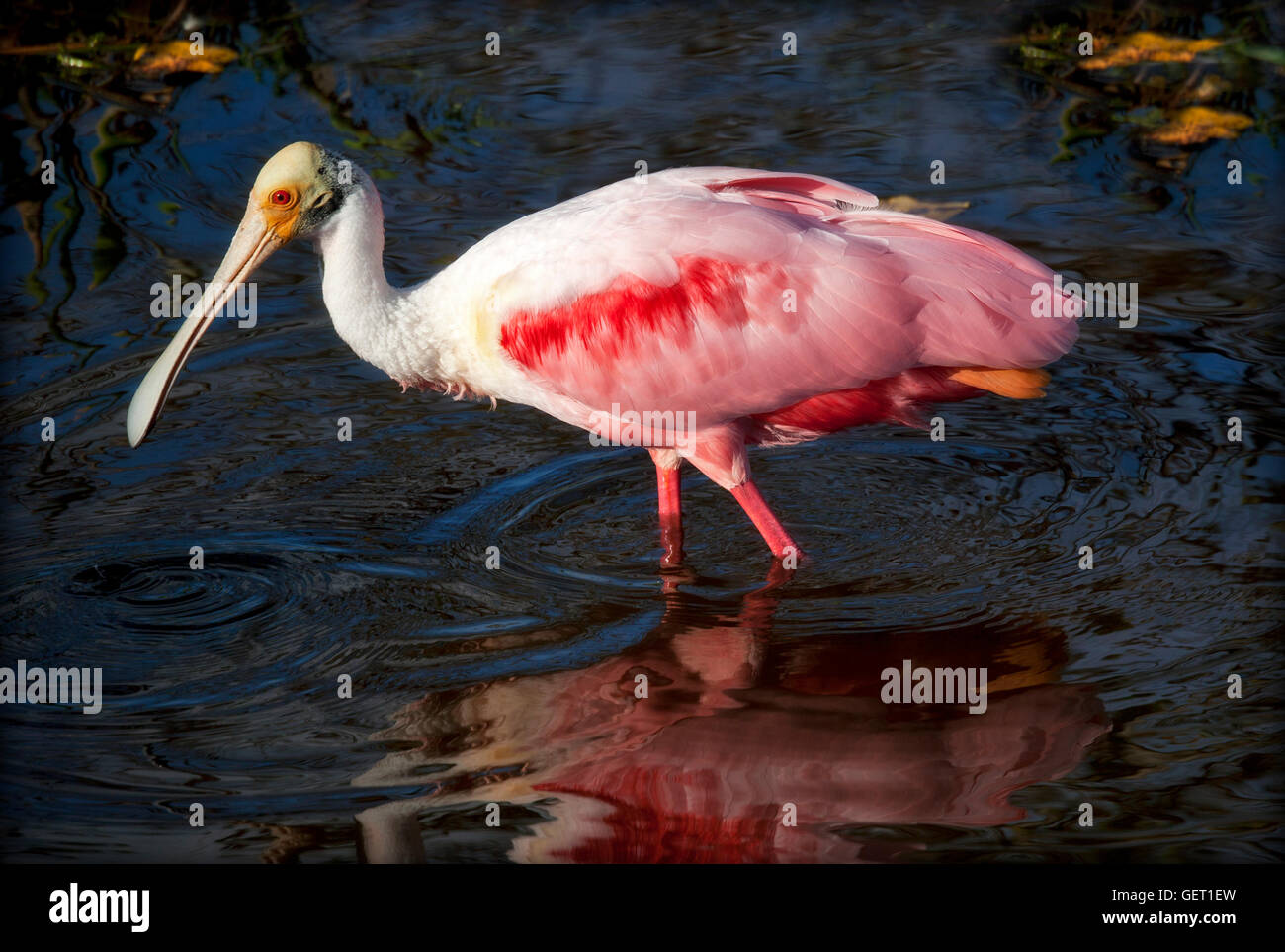 Rosige Löffler in die Paarung Farben watet in den klaren Gewässern der schönsten Feuchtgebiete Floridas. Stockfoto