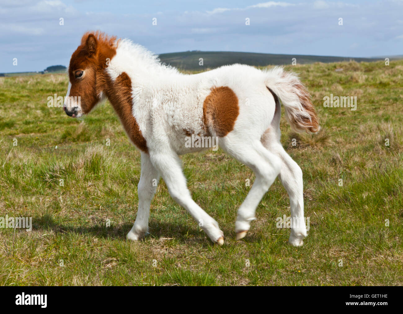 Ein junge Fohlen Ranft in der Nähe von Grundnahrungsmittel Tor. Stockfoto